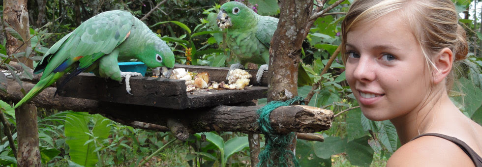 Two green parrots eating from a bird table with a girl next to them.