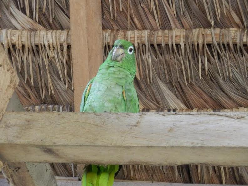 Victoria the green parrot perched on a roof beam.